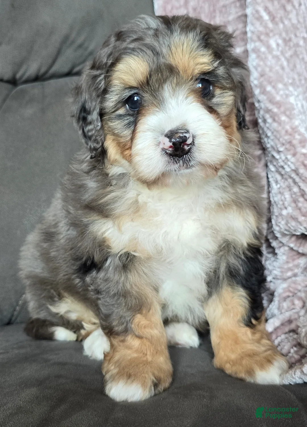 Mini Bernedoodle dogs for sale: Mini Bella - Ad 9