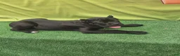 Cane Corso dogs for sale: MELLO - Ad 12