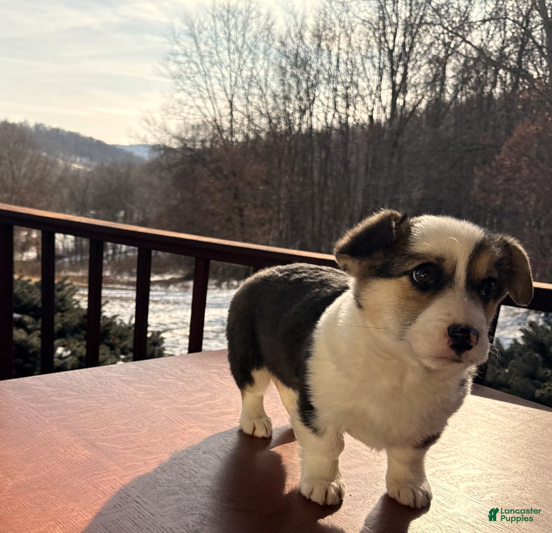 Welsh Corgi Pembroke dogs for sale: Welsh Corgi Pembroke Puppy 1 - Ad 11