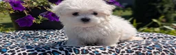 Maltese dogs for sale: Tessa - Ad 6