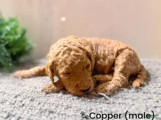 Goldendoodle dogs Goldendoodle Puppy 7 - Ad 41