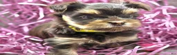 Yorkshire Terrier dogs for sale: Levia - Ad 3