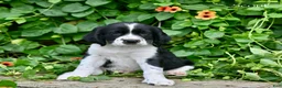 English Springer Spaniel dogs for sale: Scout  - Ad 4