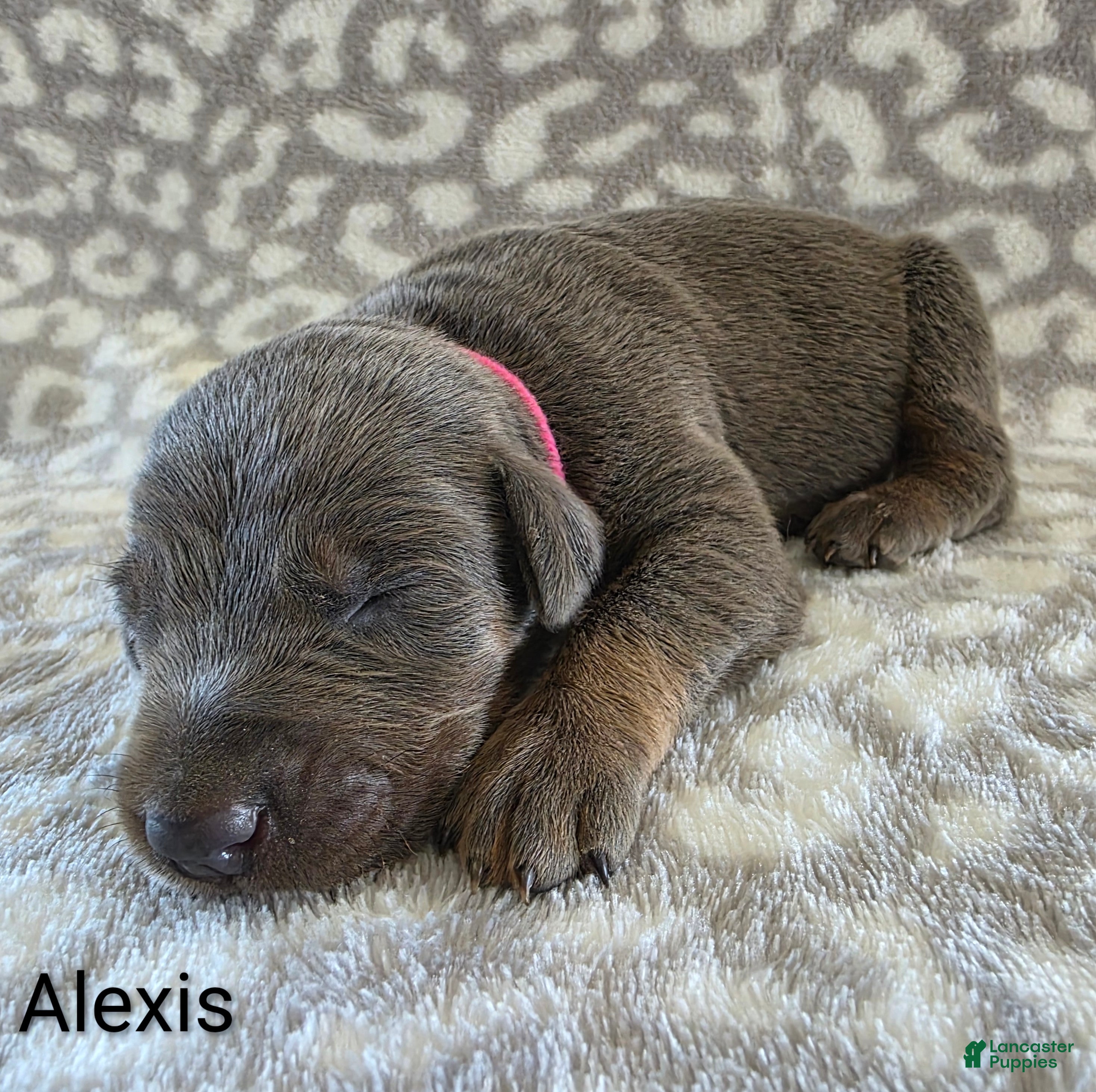 Doberman Pinscher dogs Doberman Pinscher Puppy 4 - Ad 14