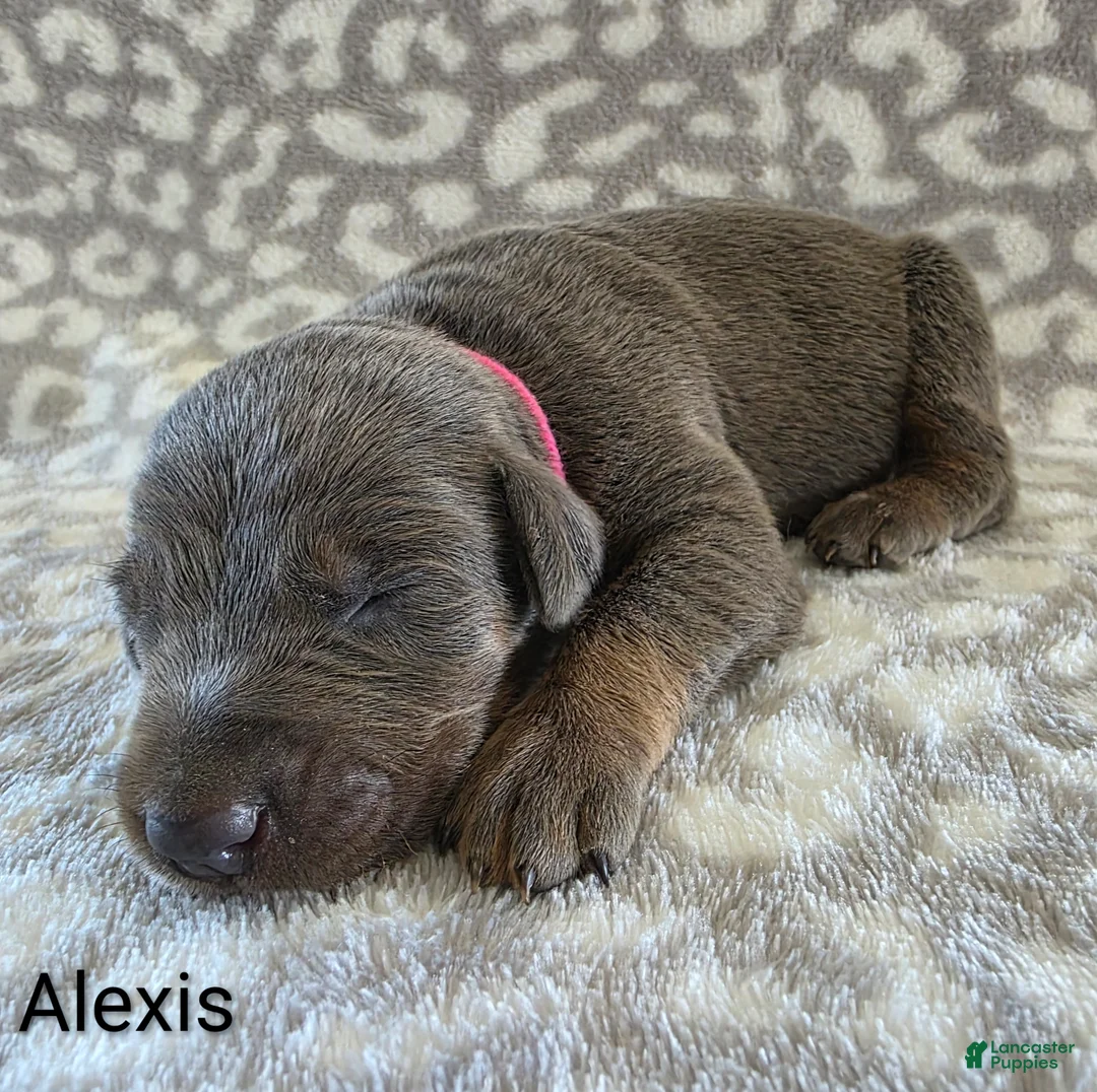 Doberman Pinscher dogs for sale: Doberman Pinscher Puppy 4 - Ad 1