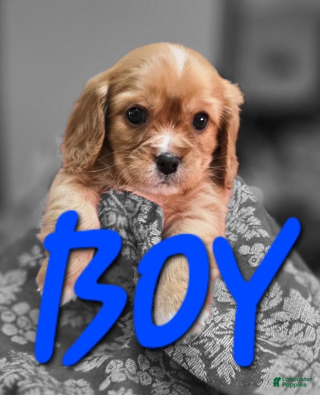 Mixed Breed dogs for sale: Clifford - Ad 2