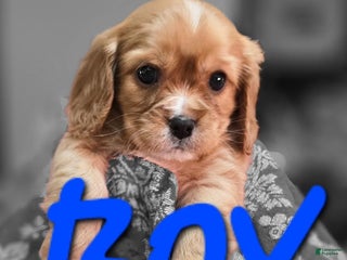 Mixed Breed dogs Clifford - Ad 12