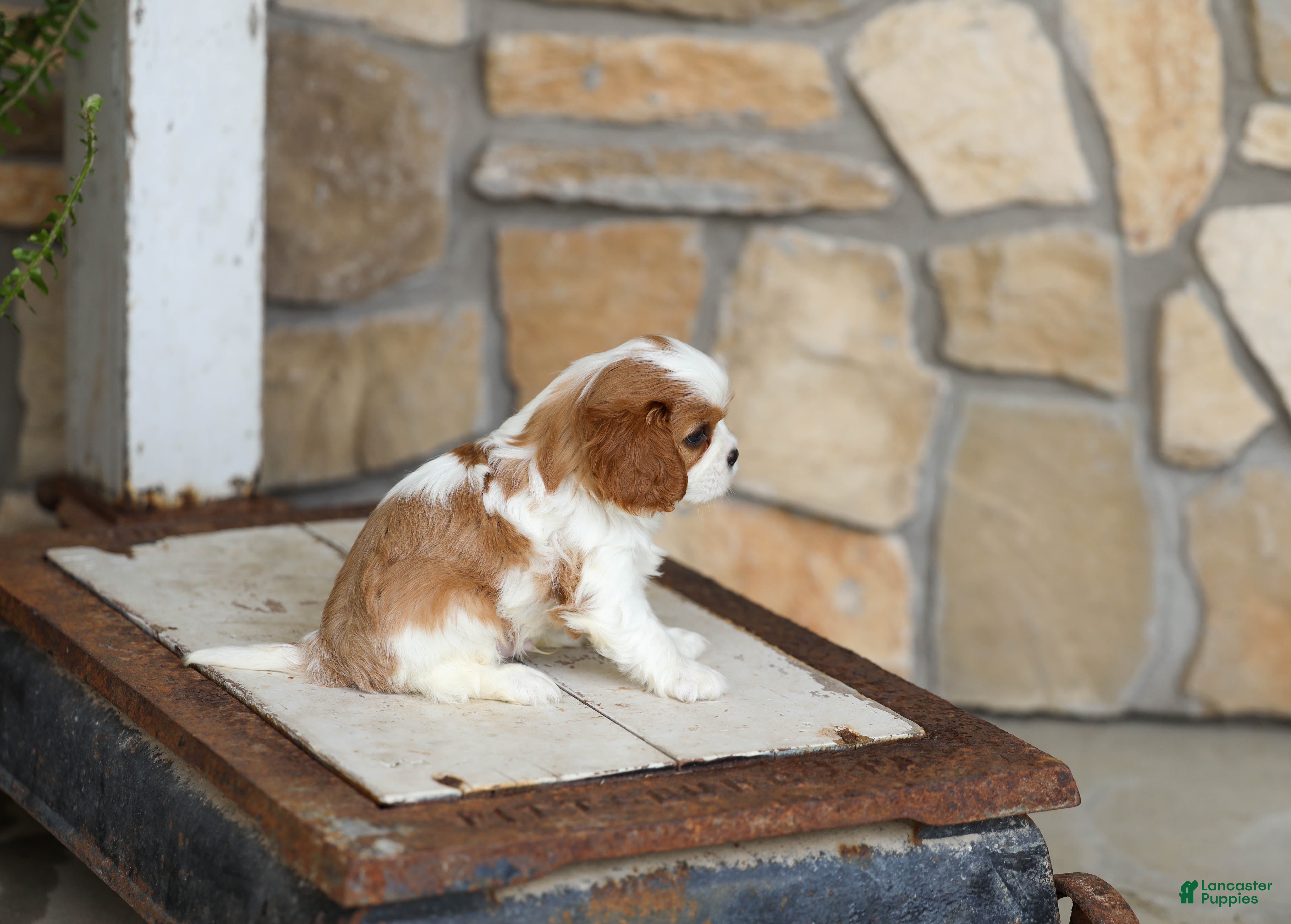 Cavalier King Charles Spaniel dogs AKC Kenny - Ad 2