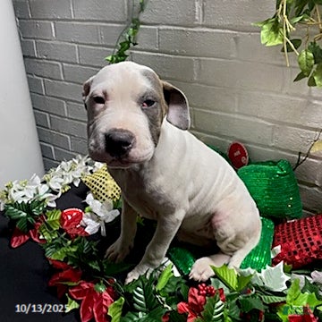 Mixed Breed dogs Patch  - Ad 3