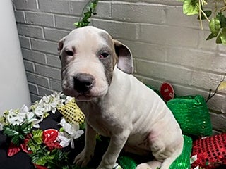 Mixed Breed dogs Patch - Ad 1