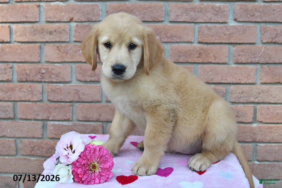 Golden Retriever dogs Indie - Ad 2