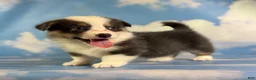Welsh Corgi Pembroke dogs for sale: ACA Duke Bluie with full tail and fluffy carrier triple clear - Ad 4