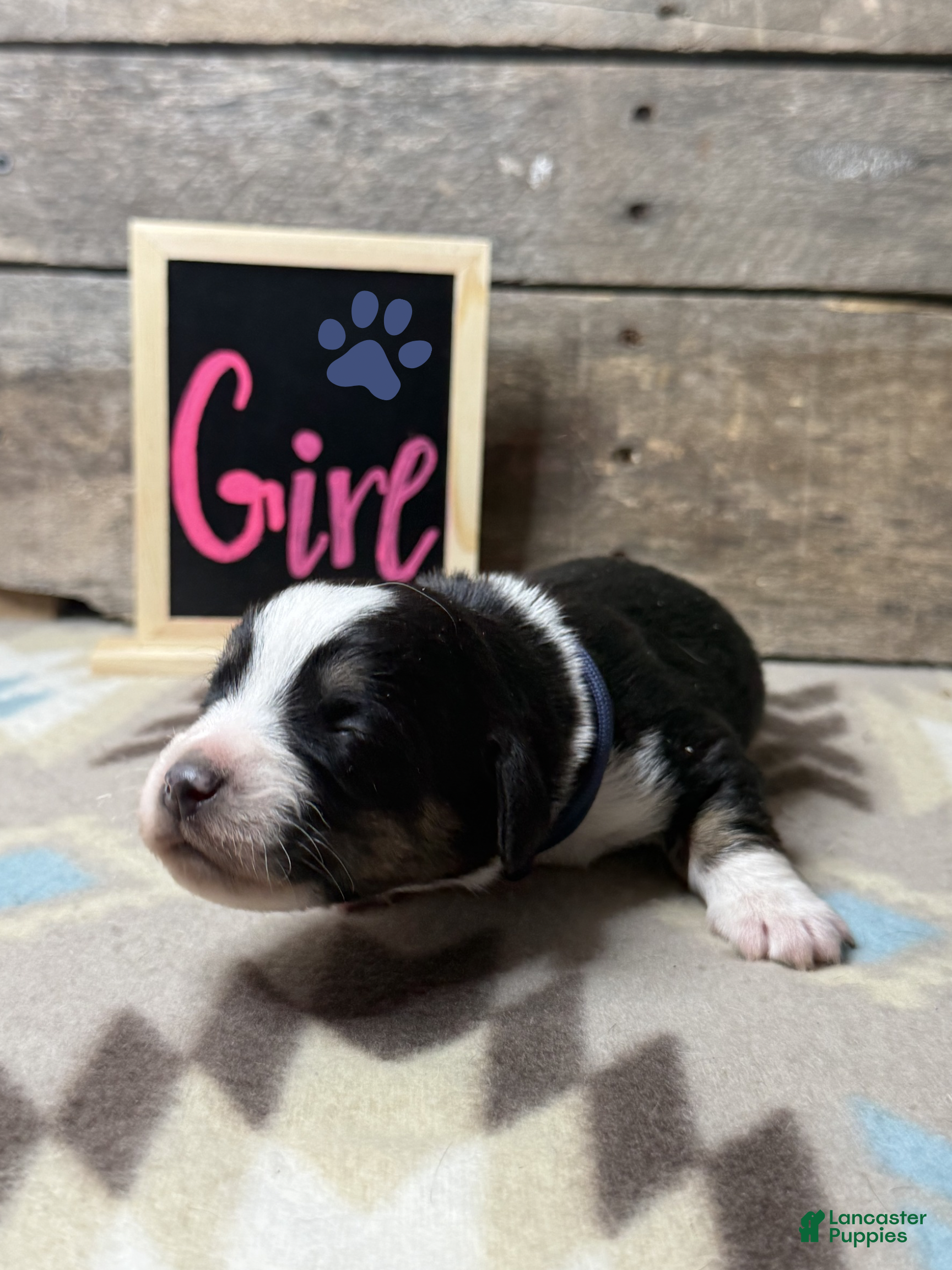 Mixed Breed dogs for sale: Mixed Breed Puppy 3 - Ad 1