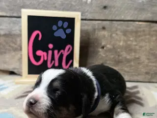 Mixed Breed dogs Mixed Breed Puppy 3 - Ad 20