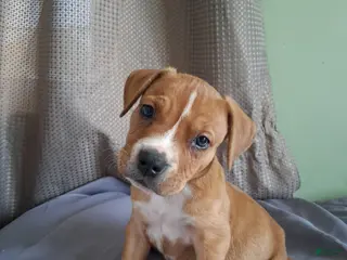 American Pit Bull Terrier dogs American Pit Bull Terrier Puppy 2 - Ad 2