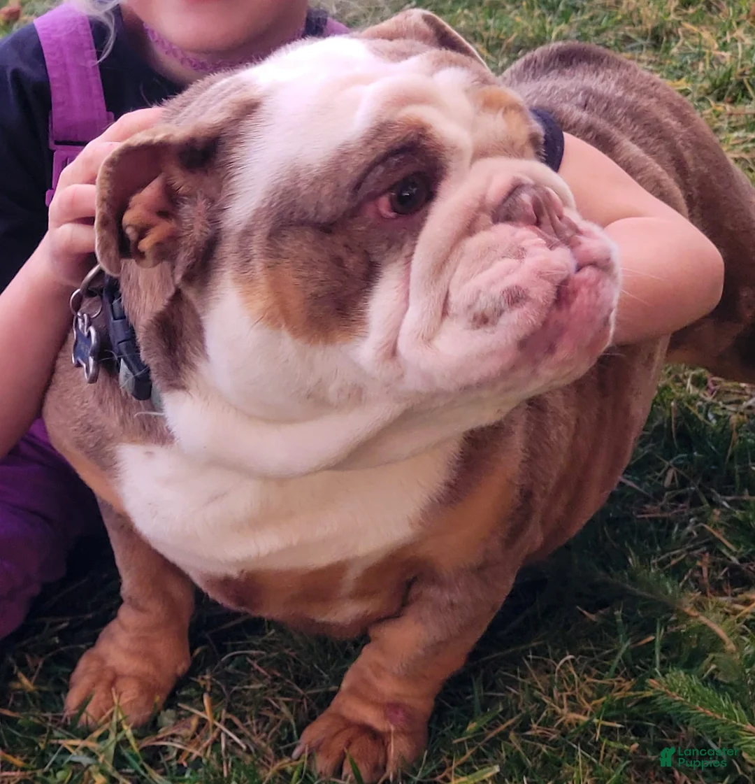 English Bulldog dogs for sale: Buck - Ad 15