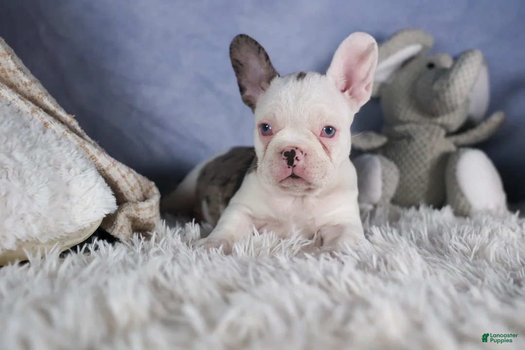 Frenchton dogs for sale: IZZY - Ad 7