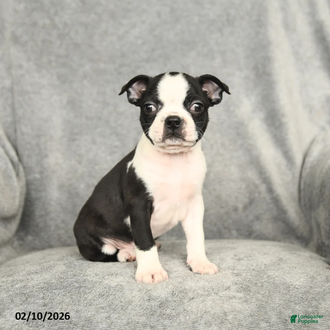 Boston Terrier dogs for sale: Duncan - Ad 2