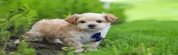 Maltipoo dogs for sale: Copper - Ad 7