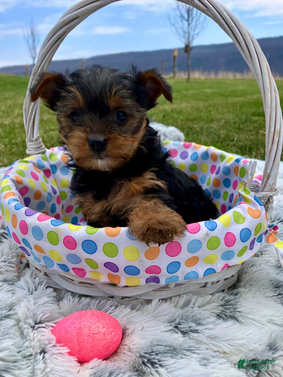 Yorkshire Terrier dogs for sale: Dexter - Ad 5