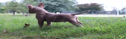 American Bully dogs for sale: Haze - Ad 15