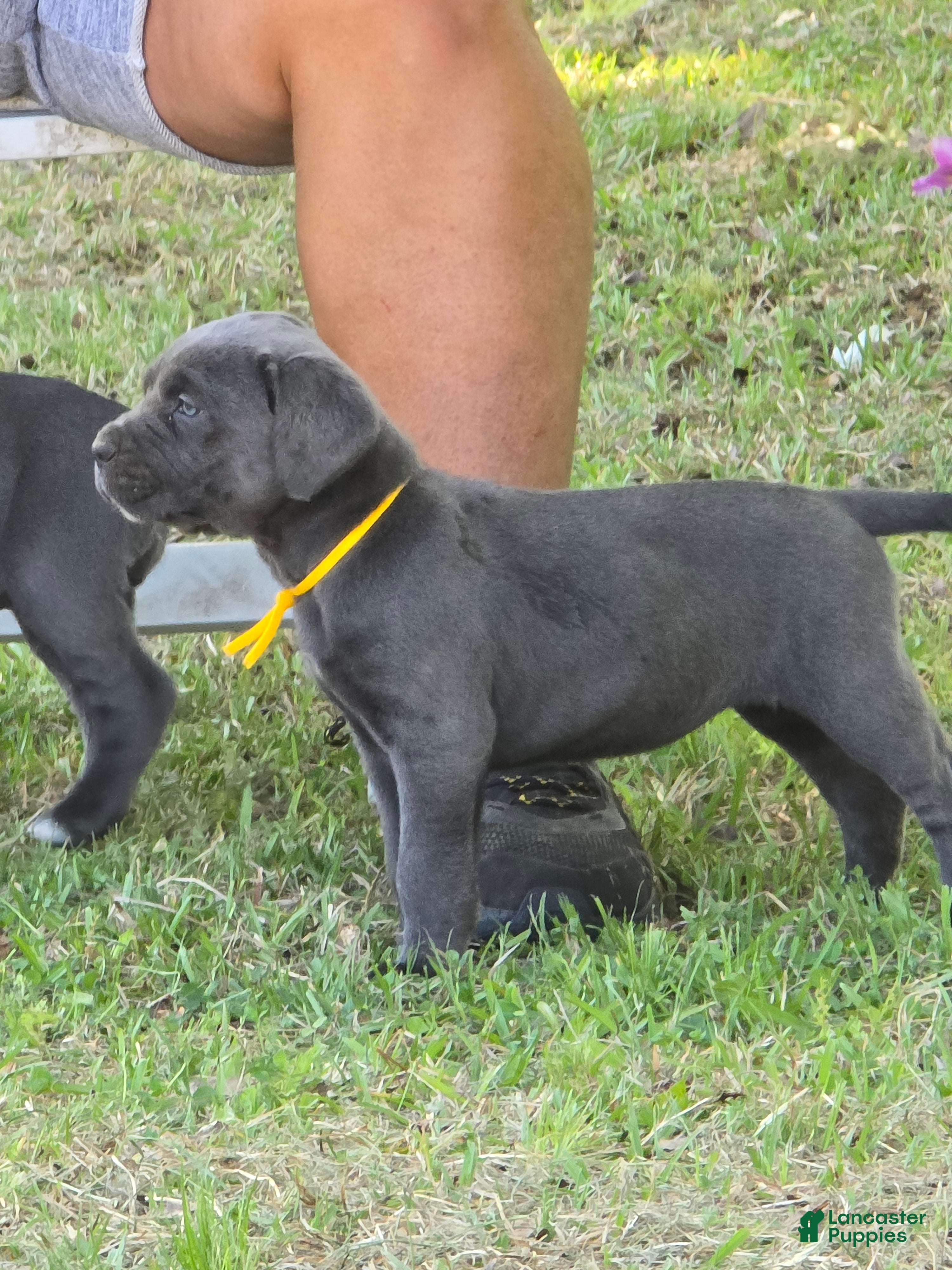 Cane Corso dogs Cane Corso Puppy 1 - Ad 1