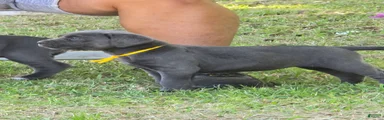Cane Corso Puppy 1