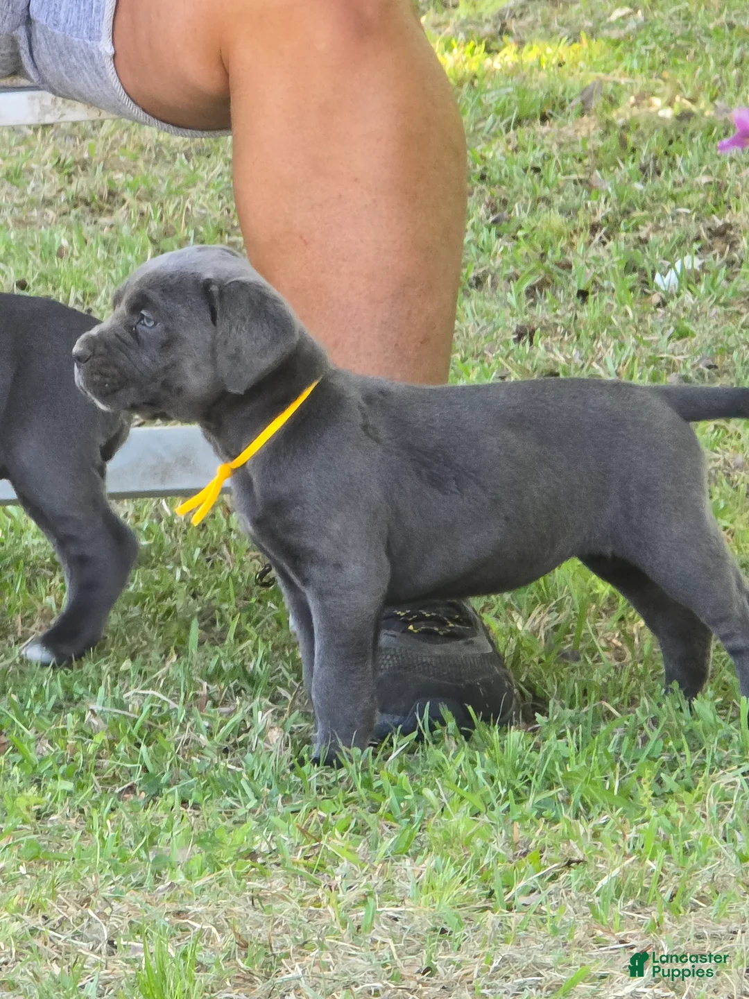 Cane Corso dogs for sale: Cane Corso Puppy 1 - Ad 1