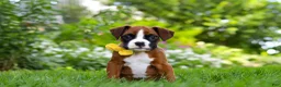 Boxer dogs for sale: Scooter - Ad 3