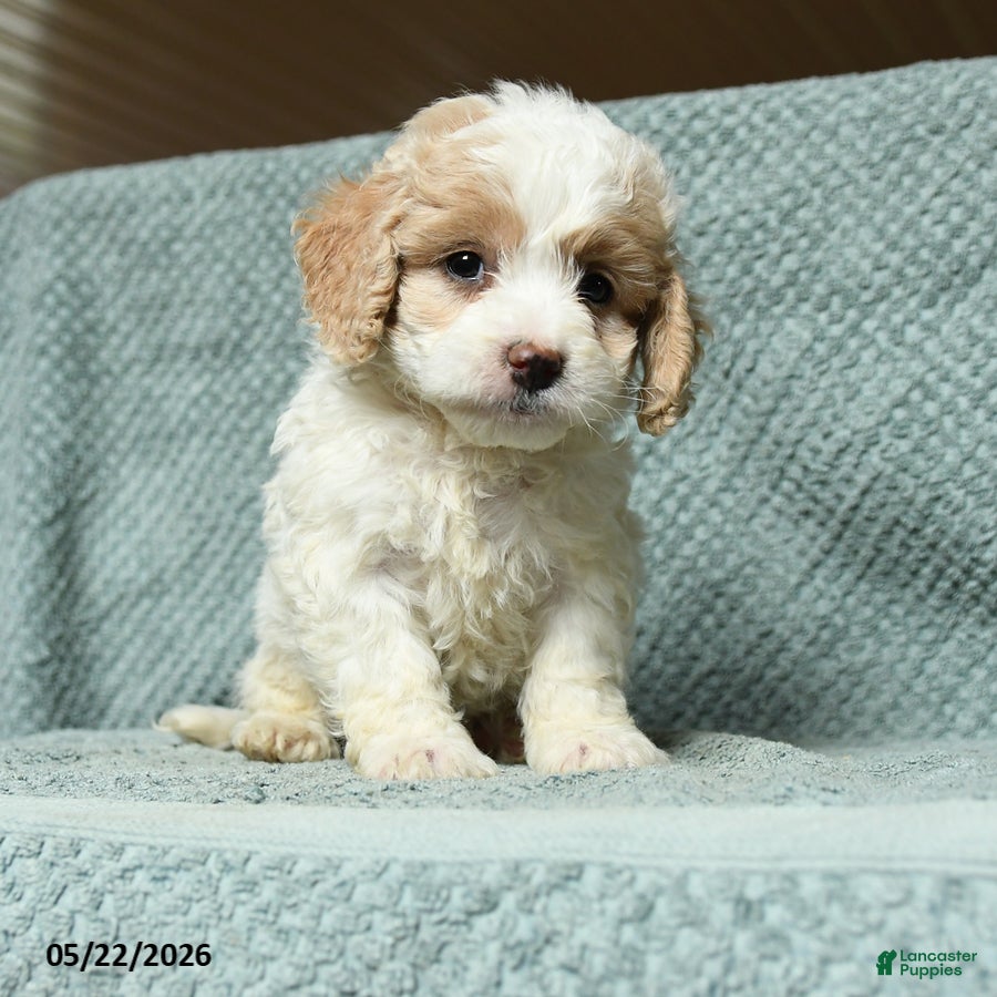 Cavapoochon dogs Wilbur - Ad 1