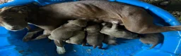 American Pit Bull Terrier dogs for sale: American Pit Bull Terrier 7 - Ad 5