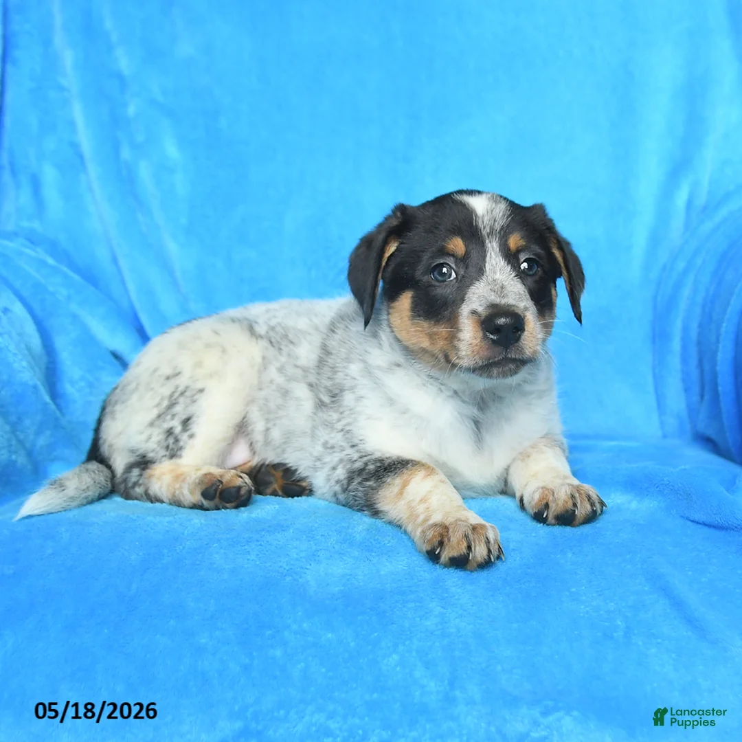 Australian Cattle Dog dogs for sale: Sandy - Ad 3