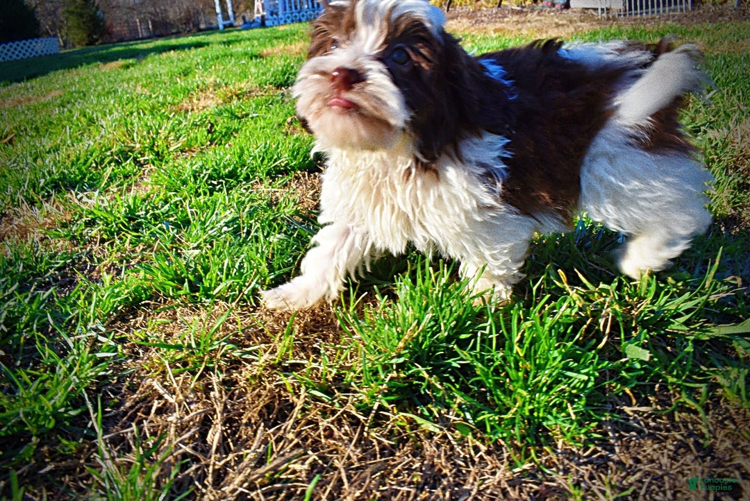 Havapoo dogs for sale: Simon - Ad 16