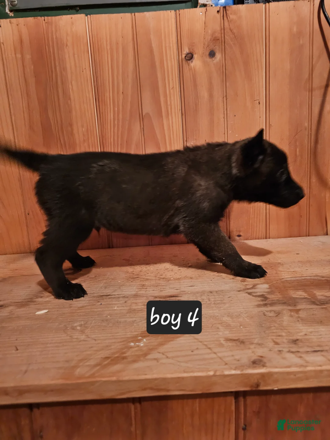 Belgian Malinois dogs for sale: Belgian Malinois Puppy 4 - Ad 5