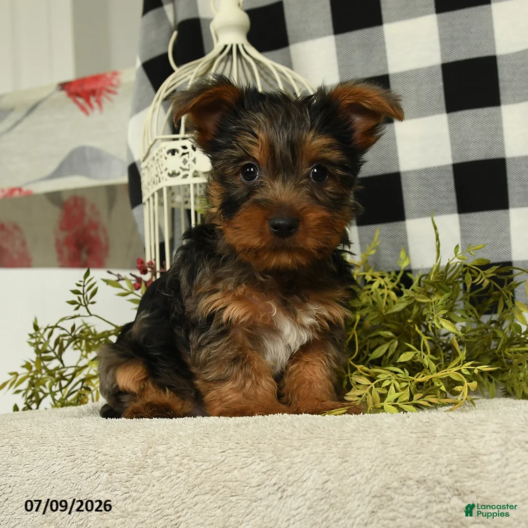 Yorkshire Terrier dogs for sale: Asher - Ad 5