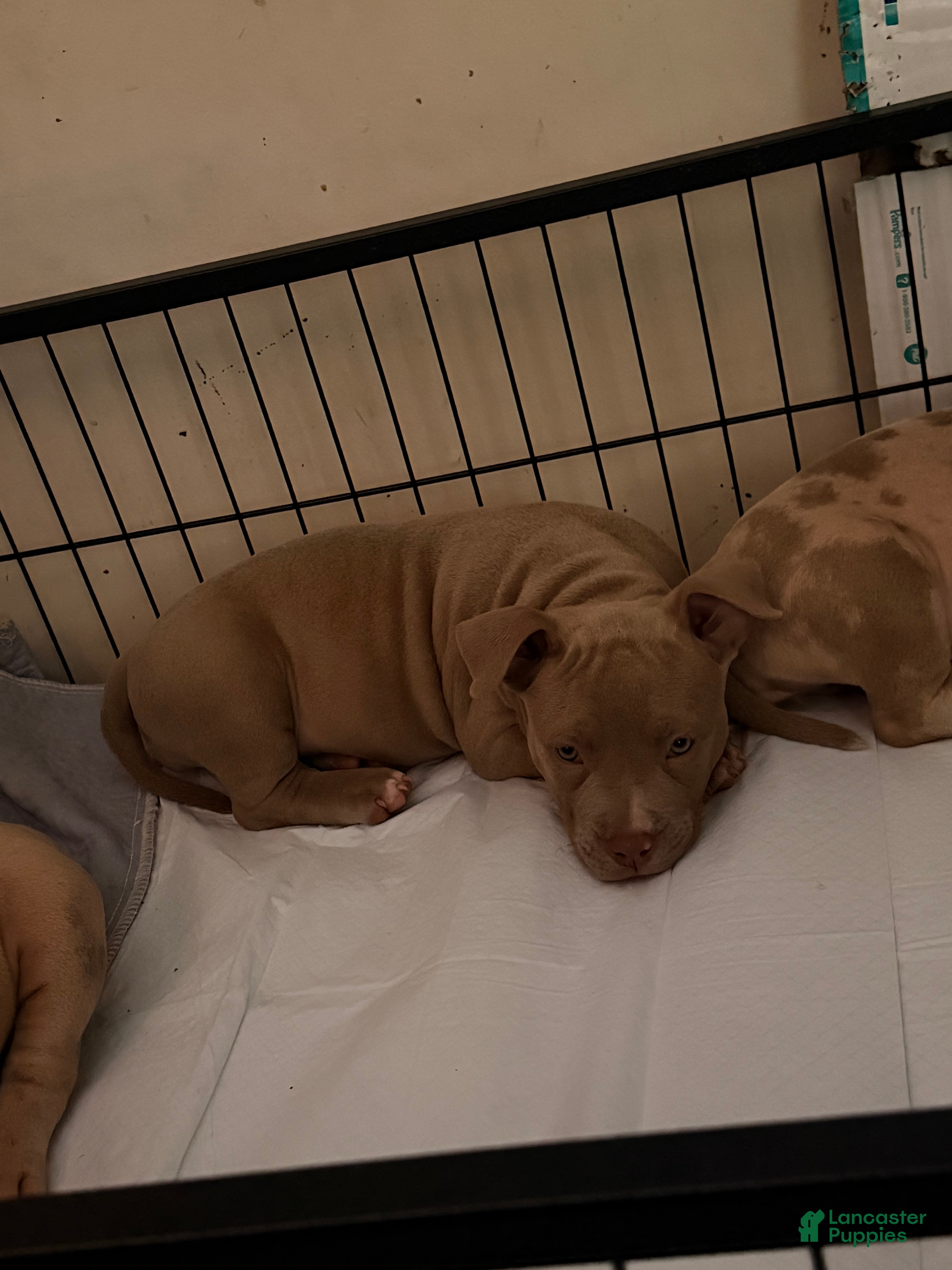 American Bully dogs Solid female - Ad 2