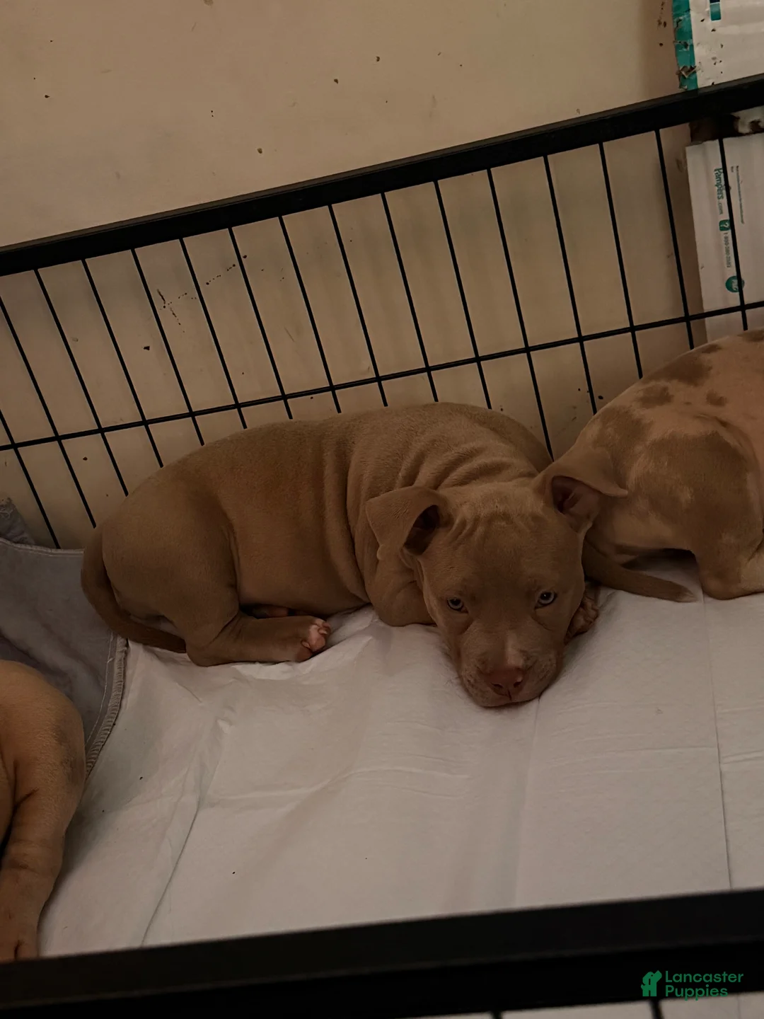 American Bully dogs for sale: Solid female - Ad 2