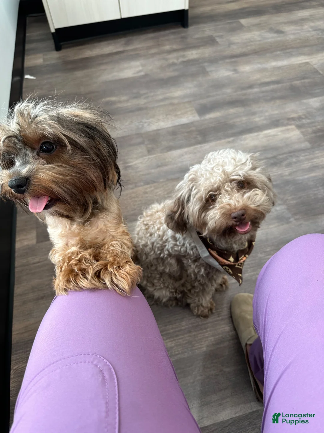 Shihpoo dogs for sale: Shihpoo 1 - Ad 18