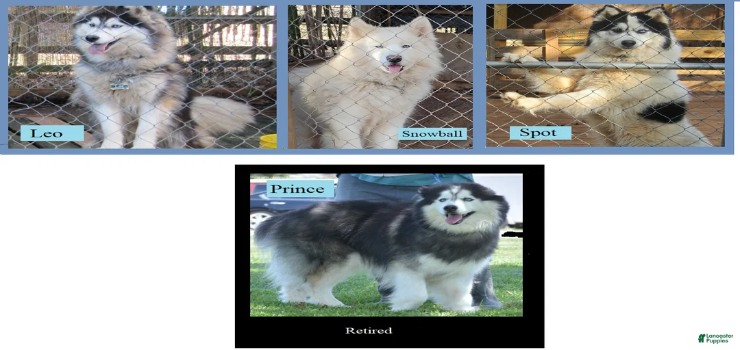 J & Ds Wooly Huskies | Lancaster Puppies