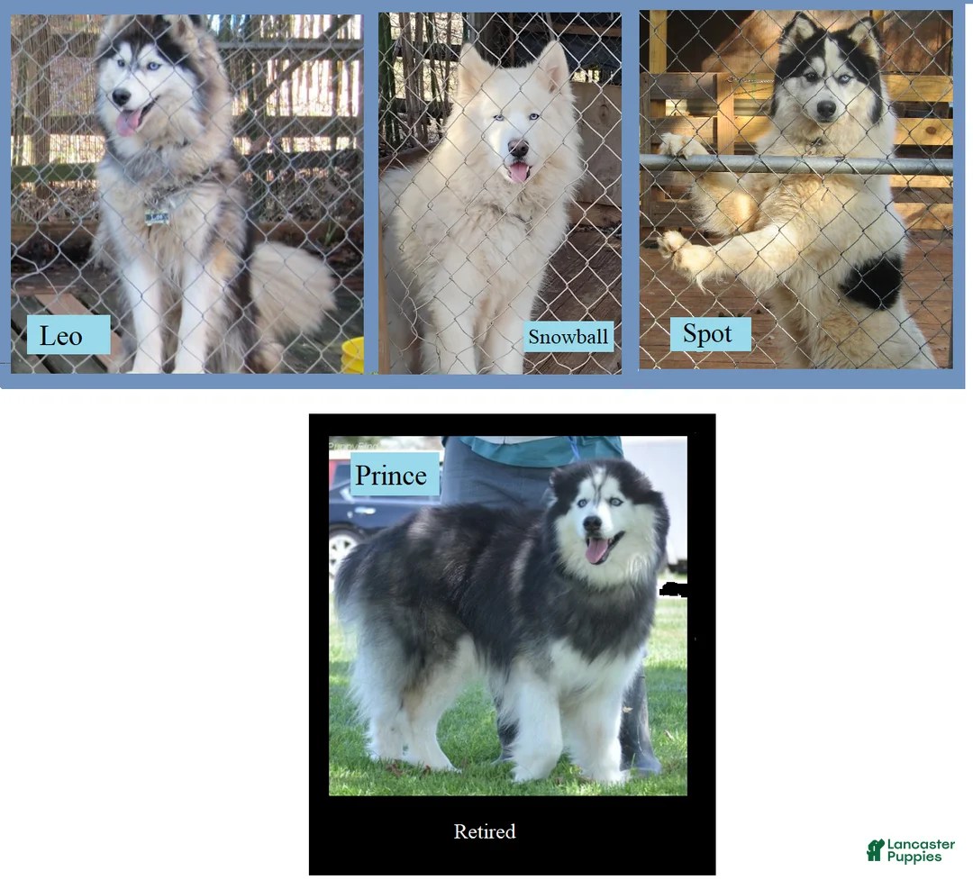 J & Ds Wooly Huskies | Lancaster Puppies