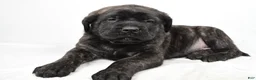 English Mastiff dogs for sale: Border - Ad 3