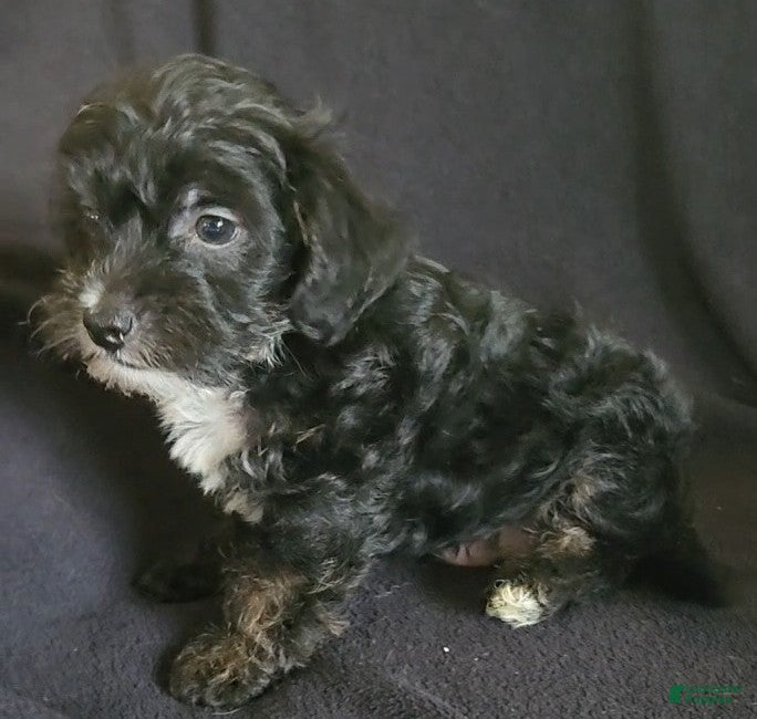 Yorkiepoo dogs Buster - Ad 1