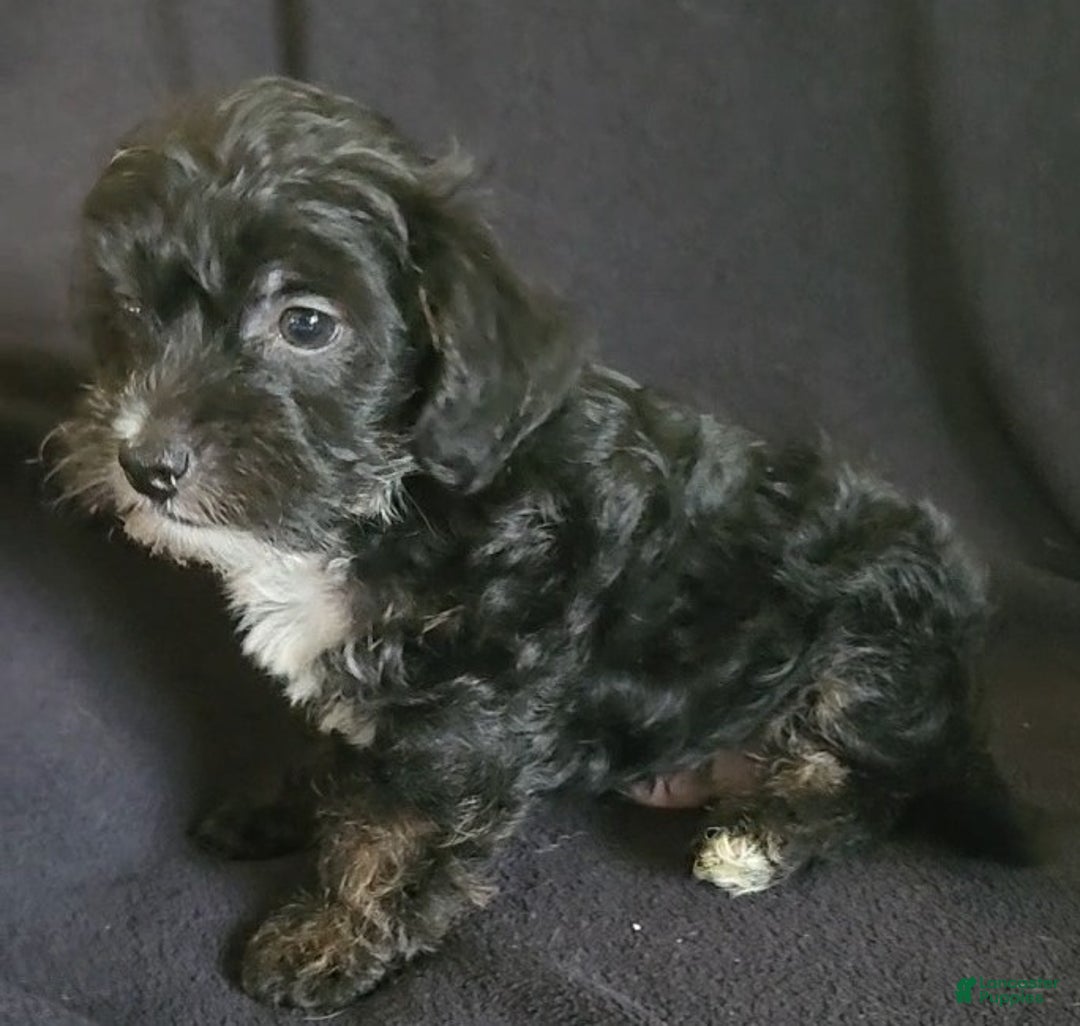 Yorkiepoo dogs for sale: Buster - Ad 1