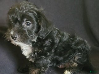 Yorkiepoo dogs Buster - Ad 42