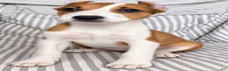 American Pit Bull Terrier dogs for sale: Rosie - Ad 2