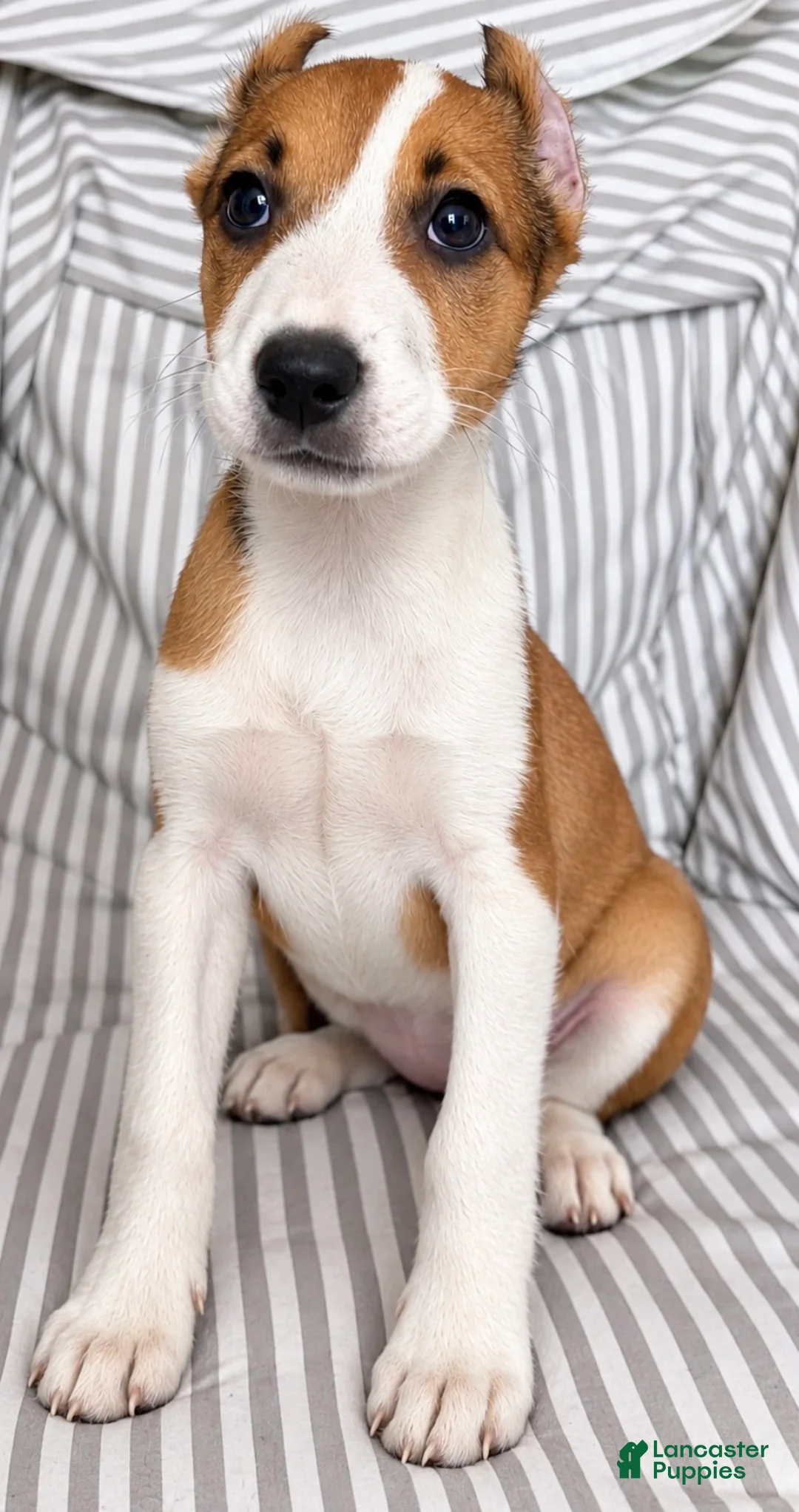 American Pit Bull Terrier dogs for sale: Rosie - Ad 2