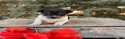 Rat Terrier dogs for sale: Marley - Ad 1