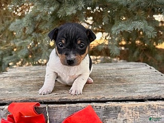 Rat Terrier dogs Marley - Ad 4