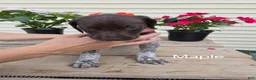 German Shorthaired Pointer dogs for sale: Maple  - Ad 4