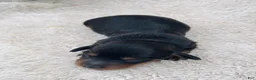 Miniature Dachshund dogs for sale: AKC Longhair Black & Tan Mini Dachshund Girl - Ad 3